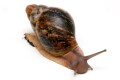 Archachatina porphyrostoma Nigeria B juvenil, 4 cm
